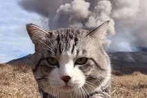 娱乐吃瓜猫捉鸟百度云,猫捉鸟事件全网热议，百度云揭秘幕后真相