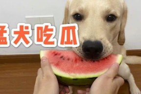 娱乐吃瓜蛋仔名字大全,趣味横生的昵称盛宴